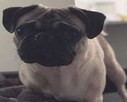 He also owns a pug who is one year old. Carr calls him Leroy. His dog suffered sickness when he grabbed marijuana which he found in a park. It raised 
